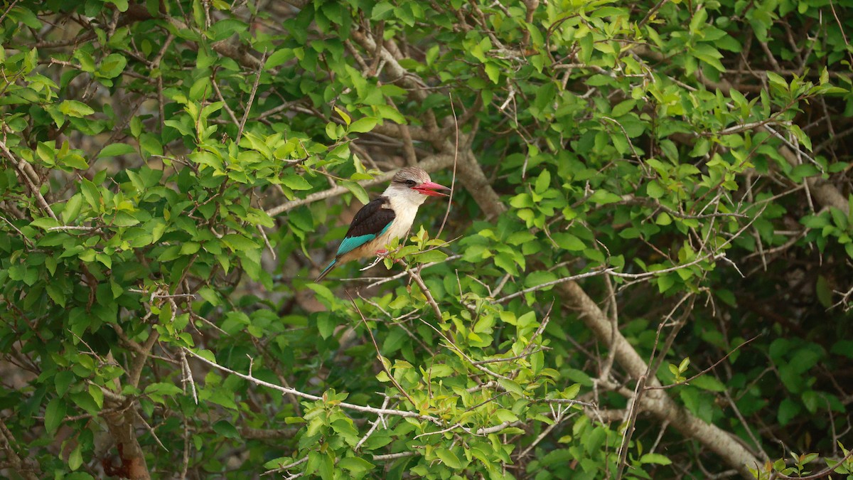 Brown-hooded Kingfisher - ML647545571