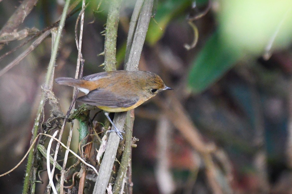 Pygmy Flycatcher - ML647545573
