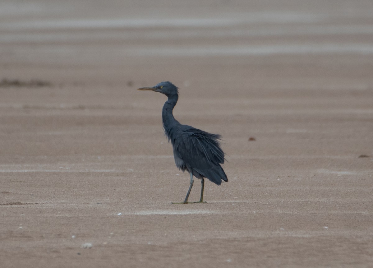 Pacific Reef-Heron - ML647545574