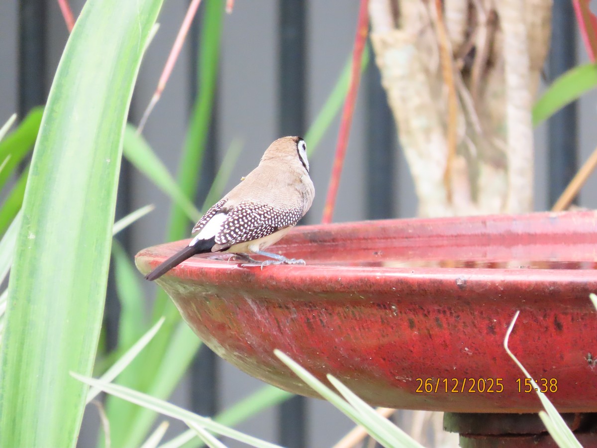 Double-barred Finch - ML647545575