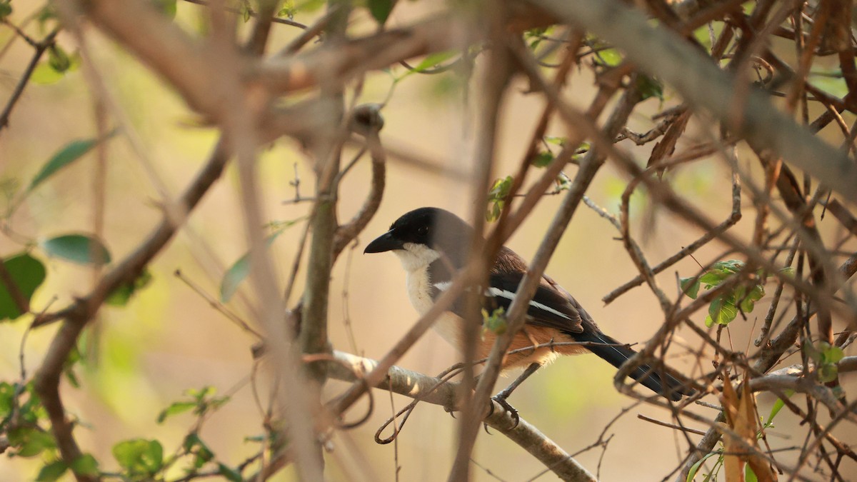 Southern Boubou - ML647545577