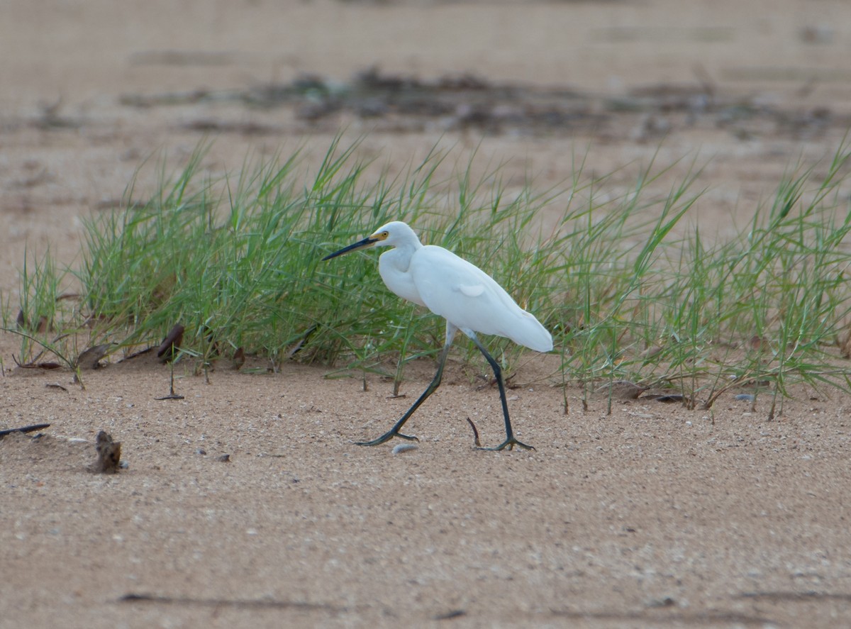 Koartzatxo txikia (immaculata) - ML647545578