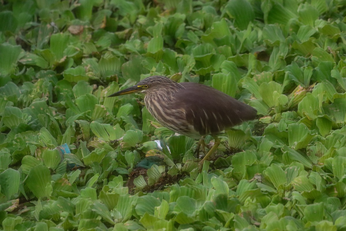 Indian Pond-Heron - ML647545579