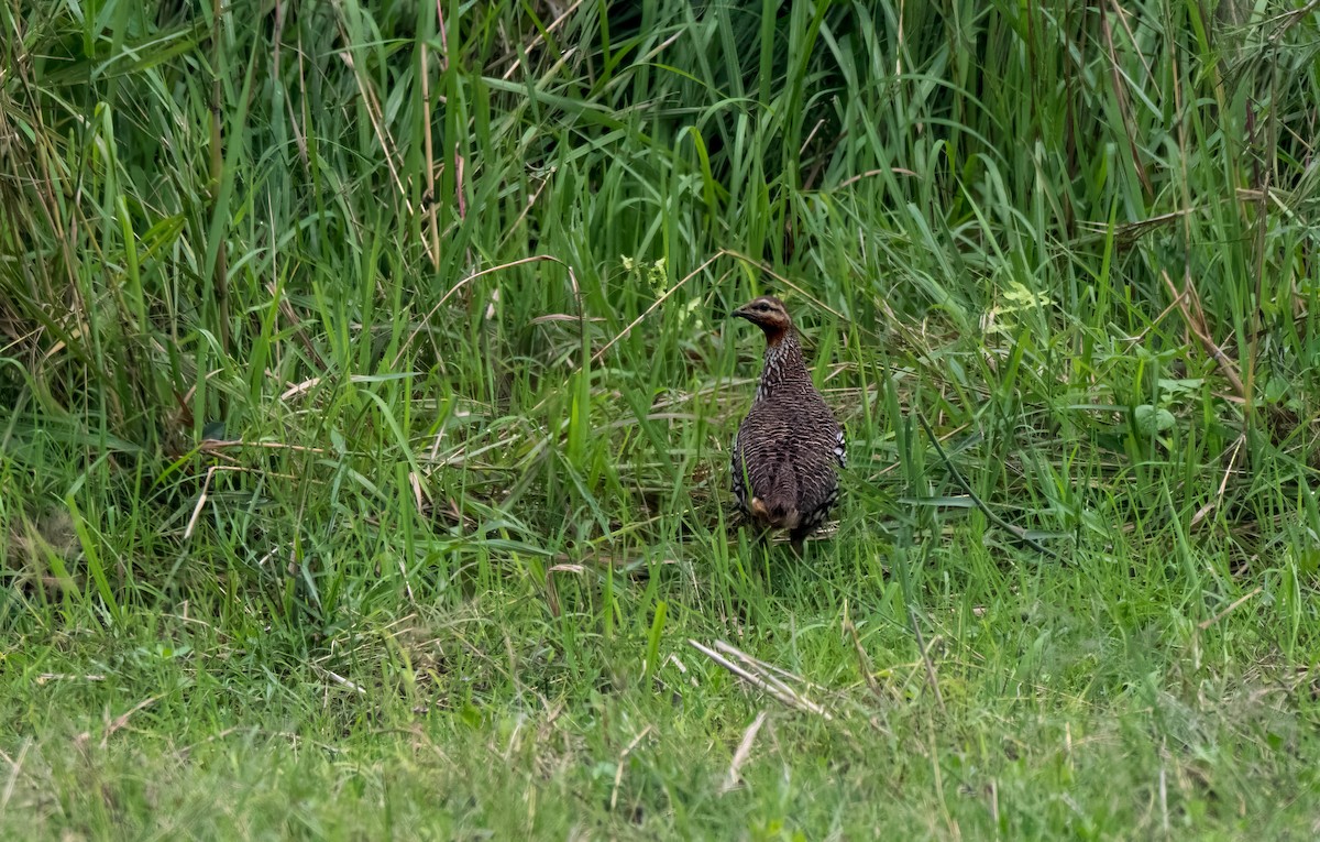 Swamp Francolin - ML647545580