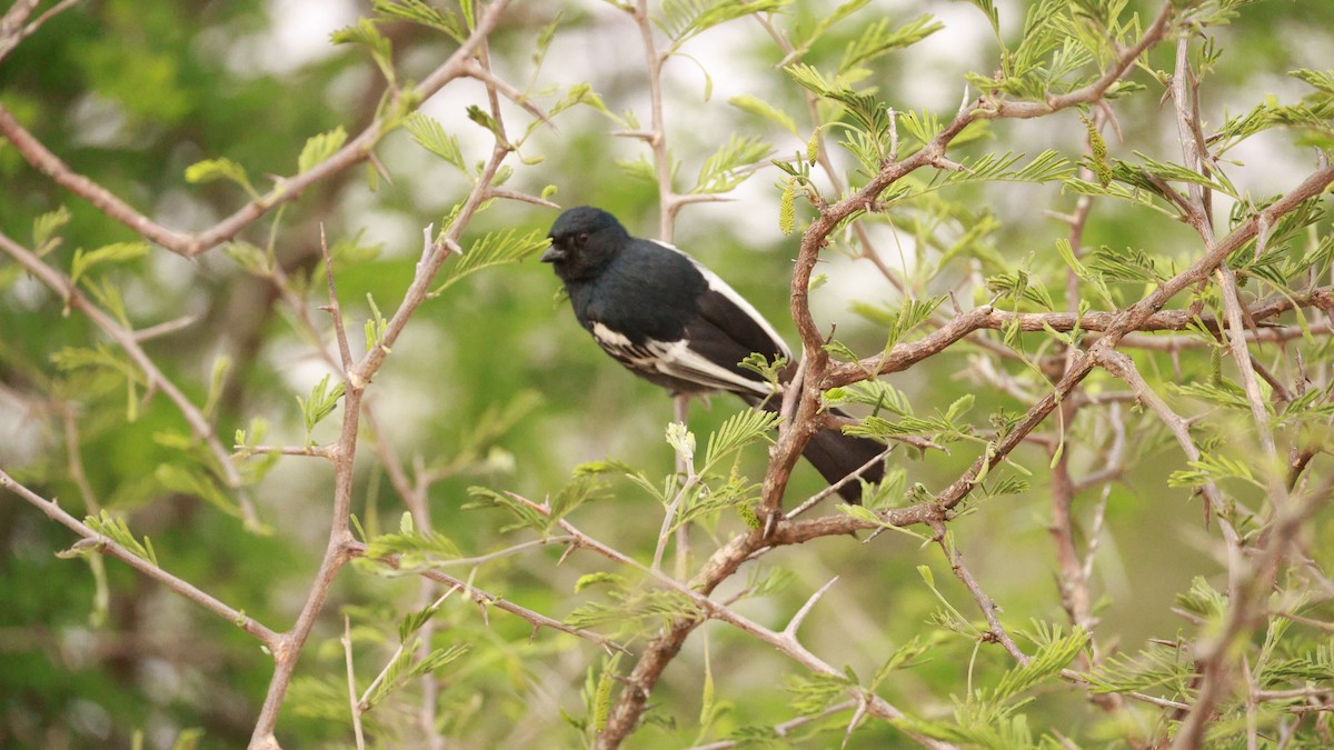 Southern Black-Tit - ML647545581