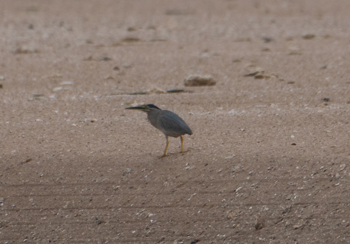 Little Heron - ML647545582