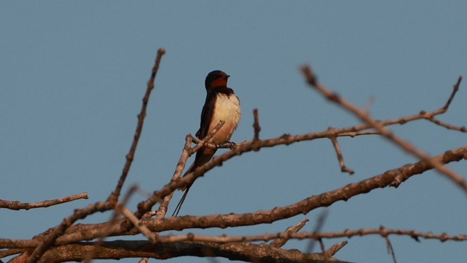 Enara arrunta (rustica) - ML647545583