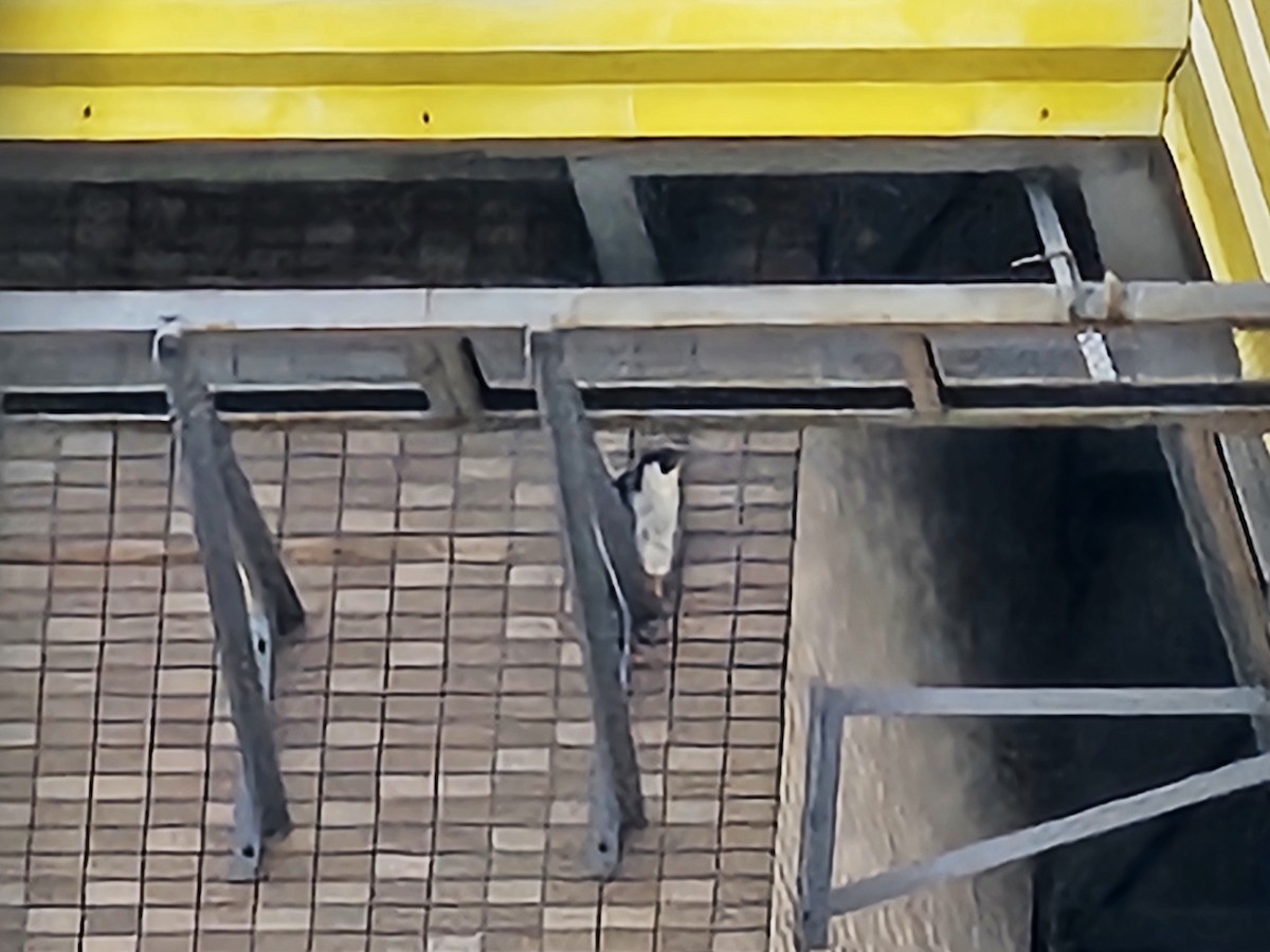 Belatz handia - ML647545585