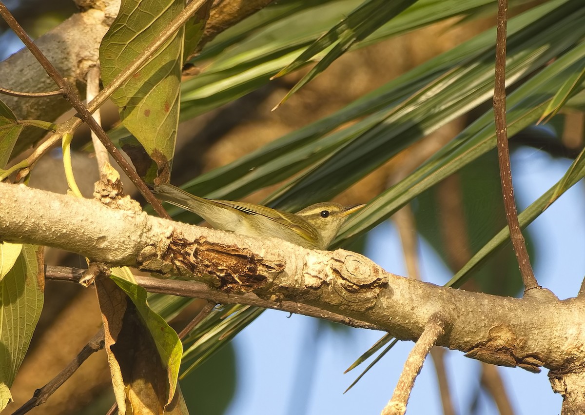 Txio hankagrisa - ML647545586