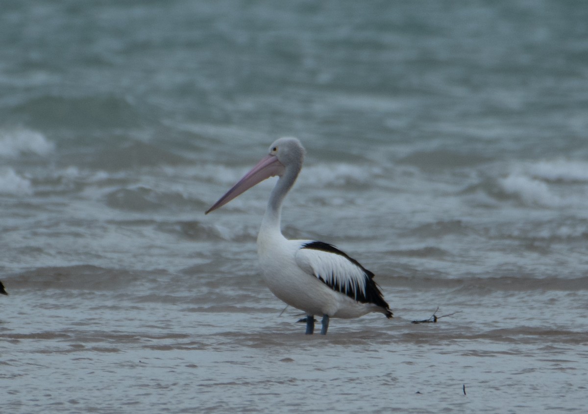 Pelikano australiarra - ML647545587