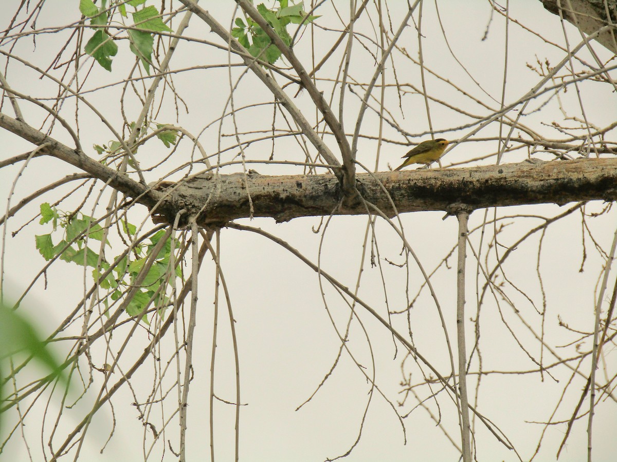 Wilson's Warbler - ML647545591