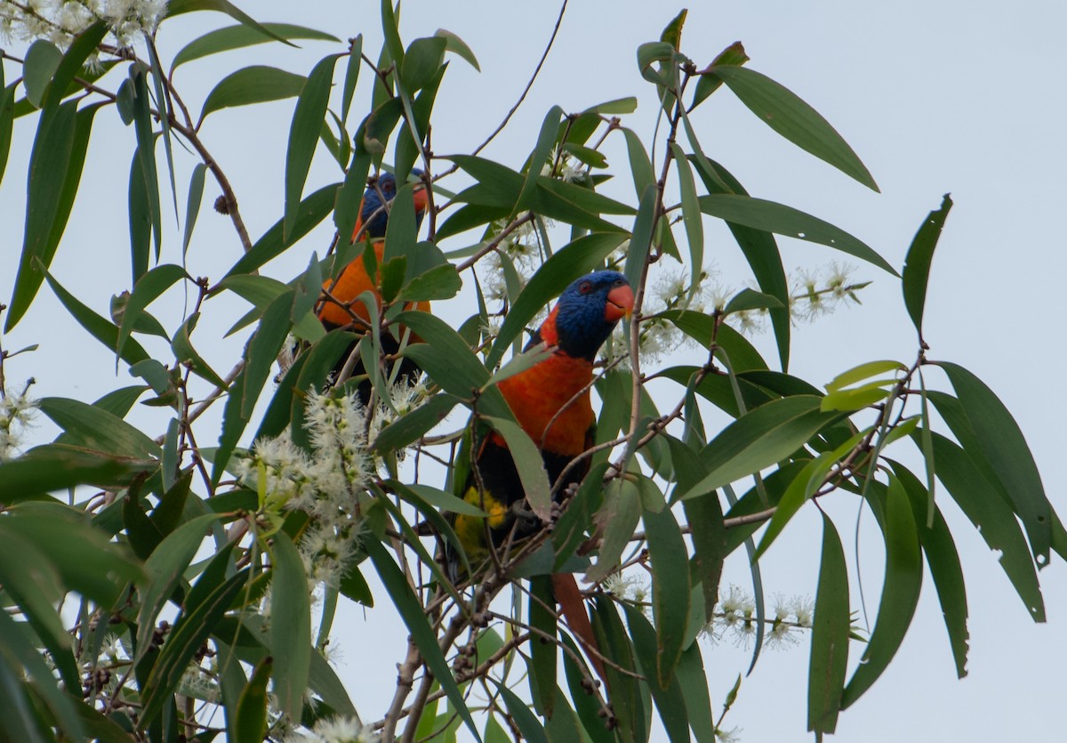 Red-collared Lorikeet - ML647545600