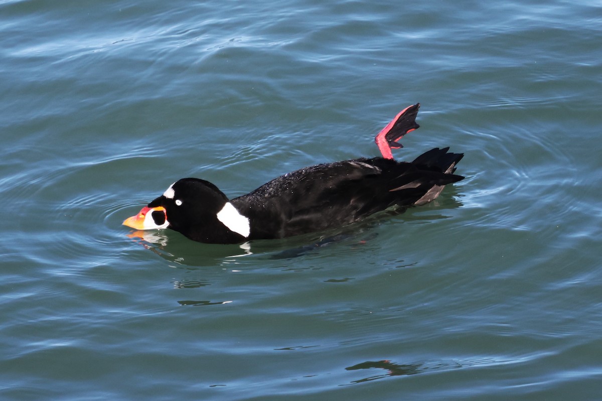 Ahatebeltz kopetazuria - ML647545605