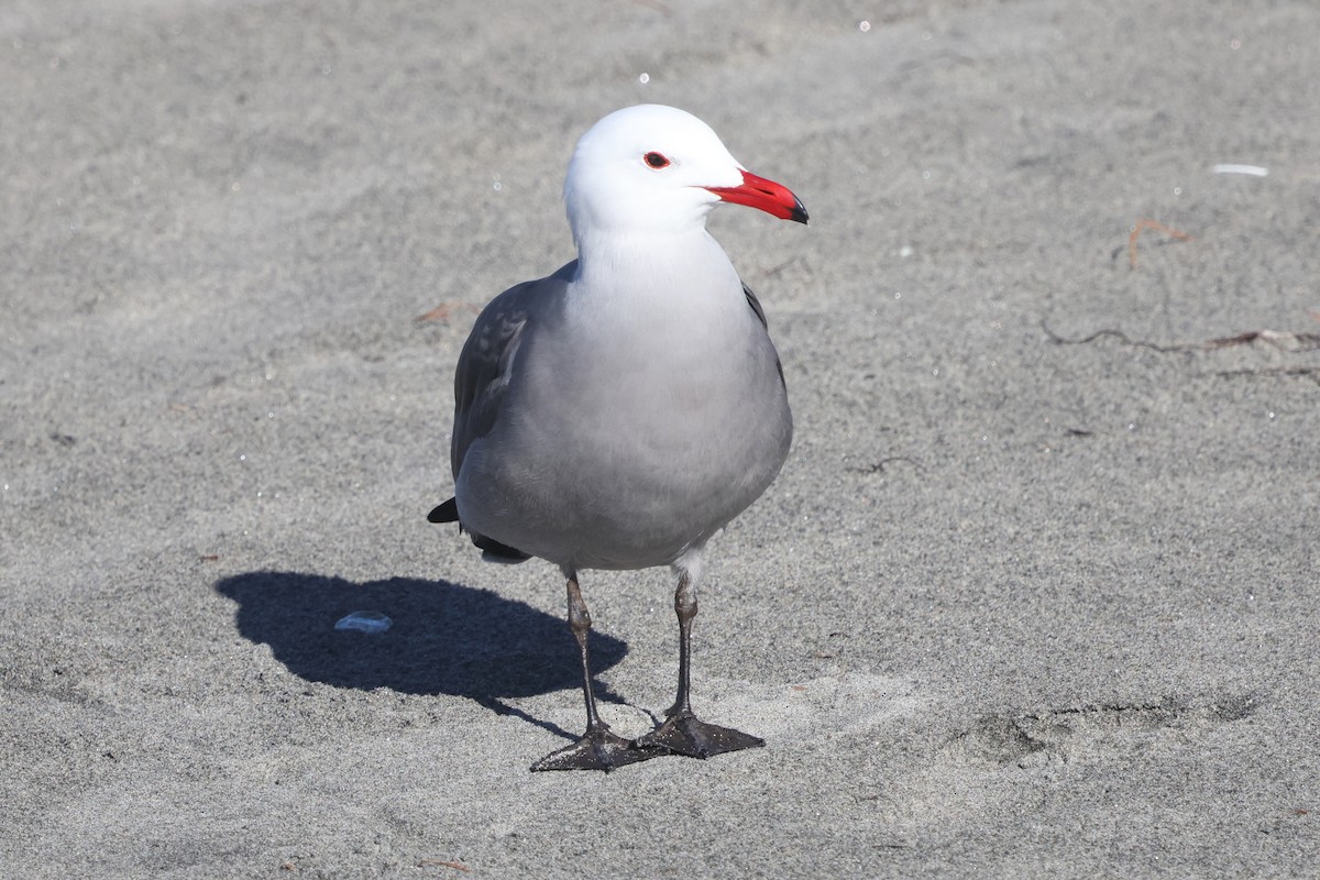 Heermann's Gull - ML647545611