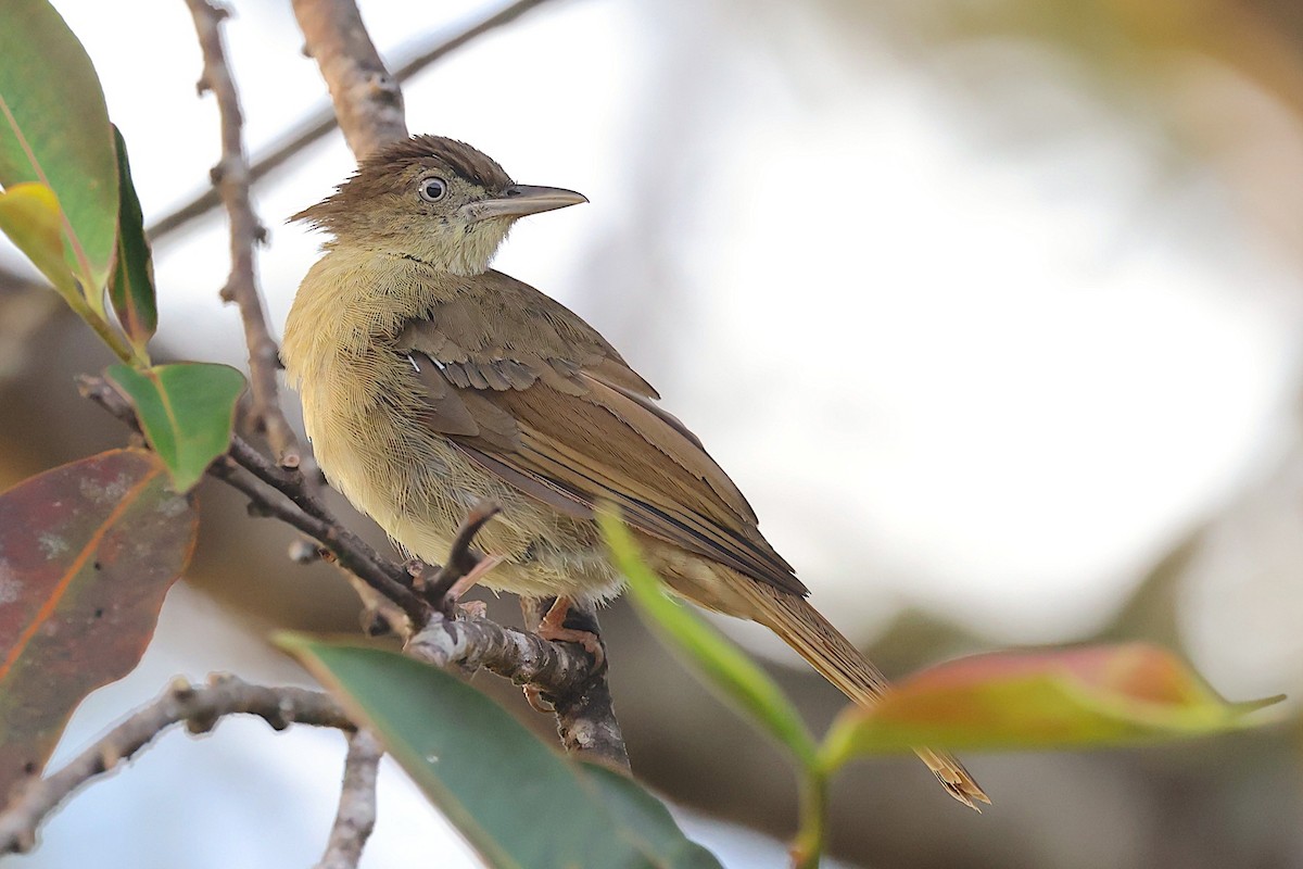 Charlotte's Bulbul - ML647545616