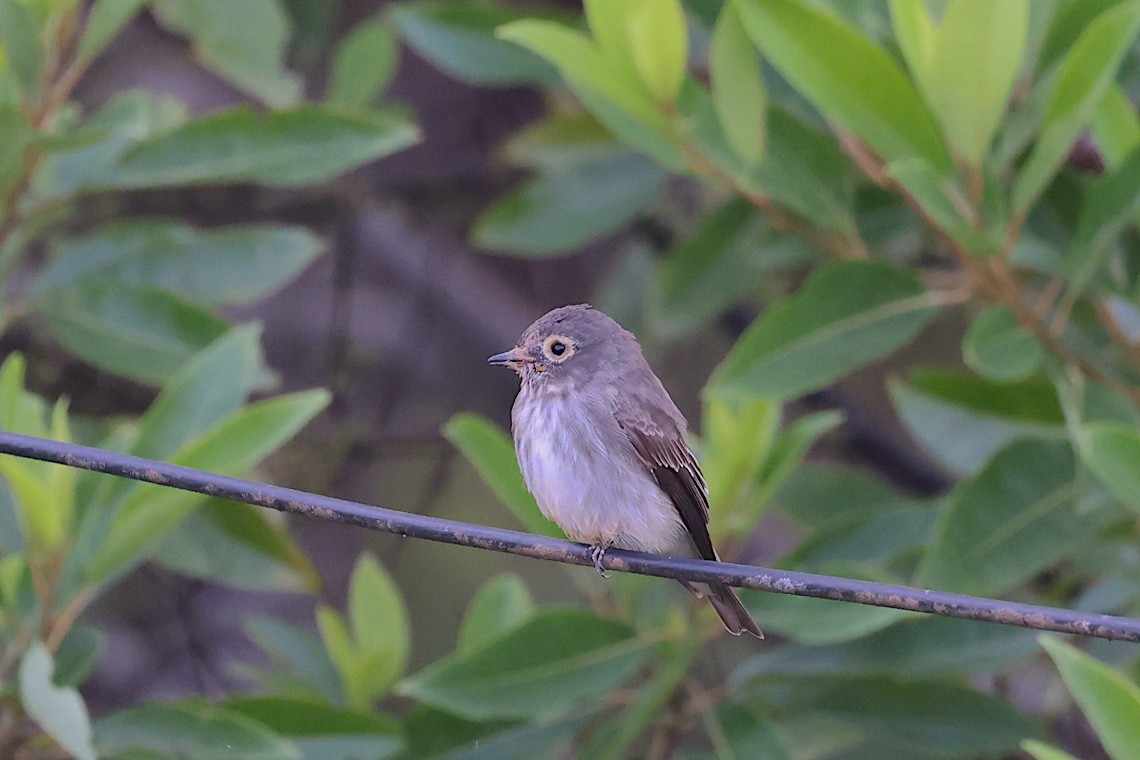 Dark-sided Flycatcher - ML647545620