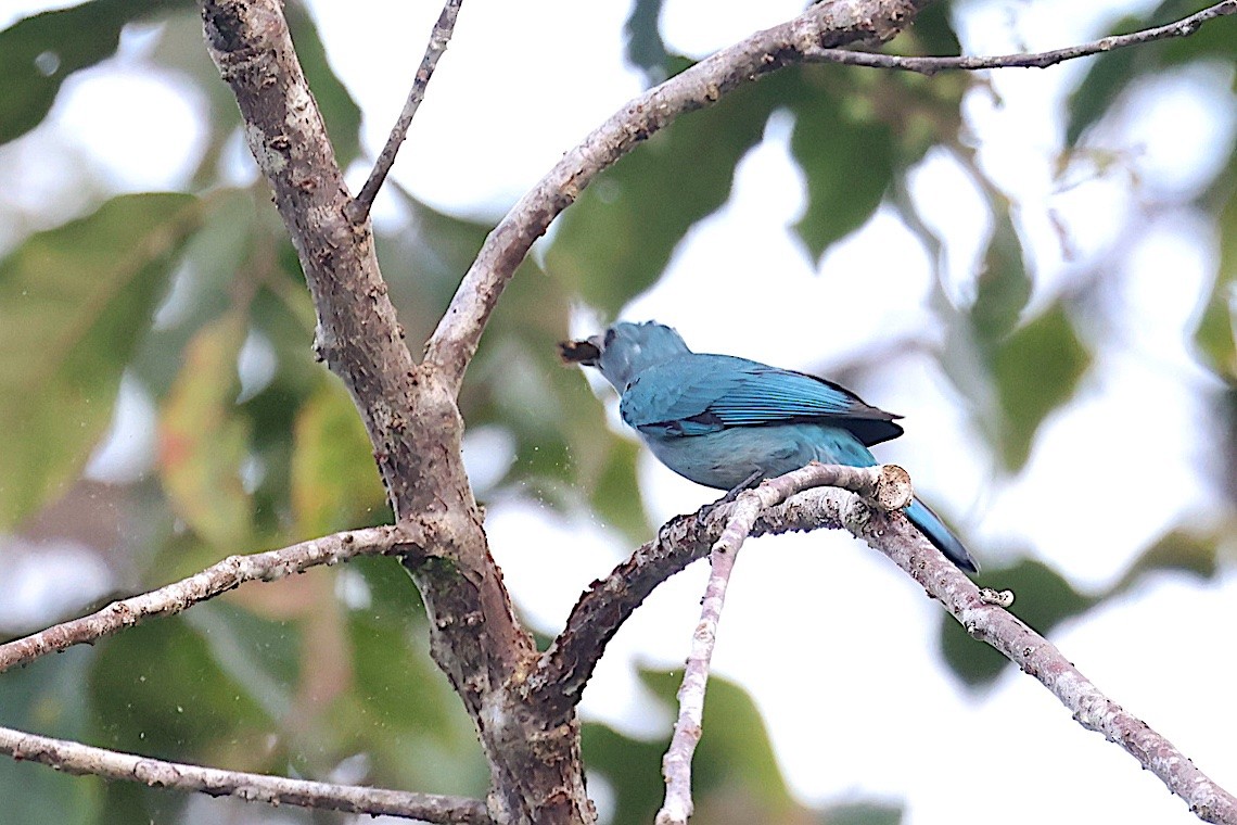 Verditer Flycatcher - ML647545622