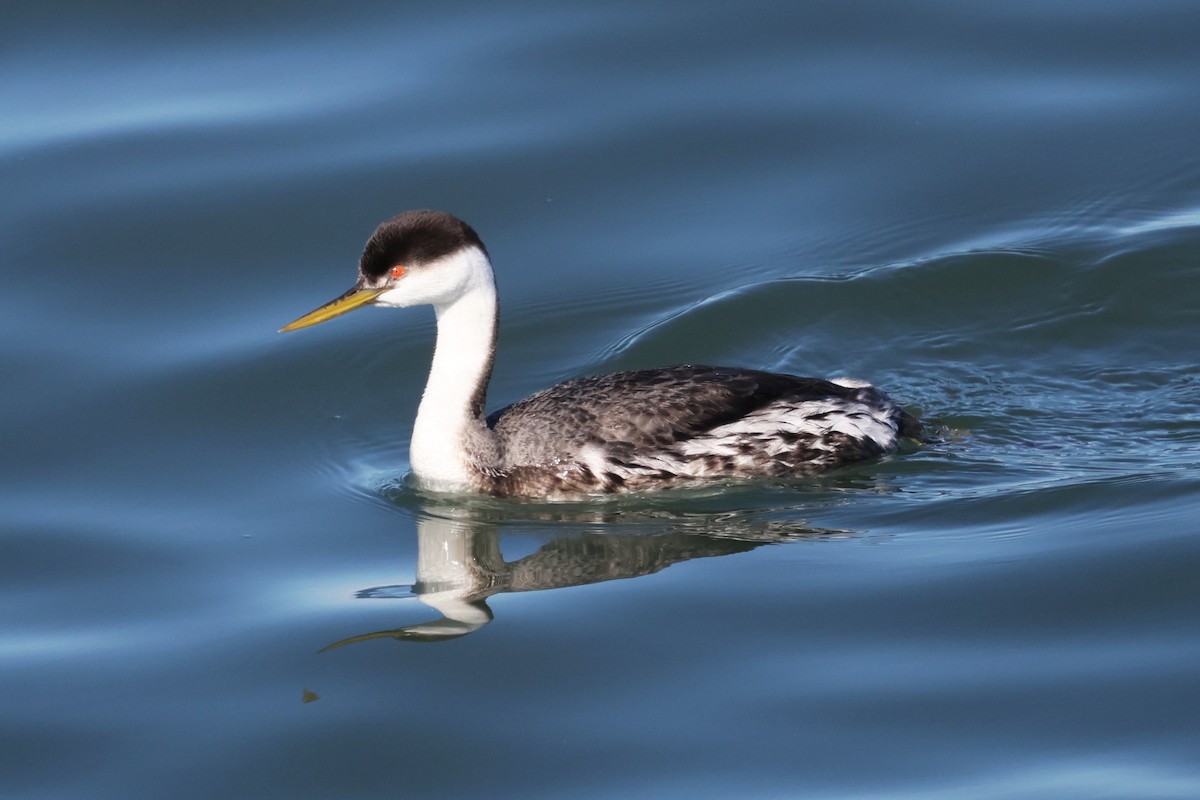 Murgil mendebaldarra - ML647545624