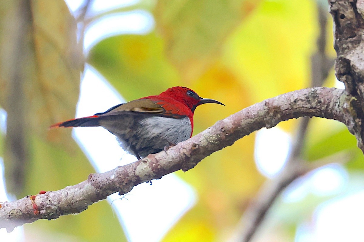 Temminck's Sunbird - ML647545633