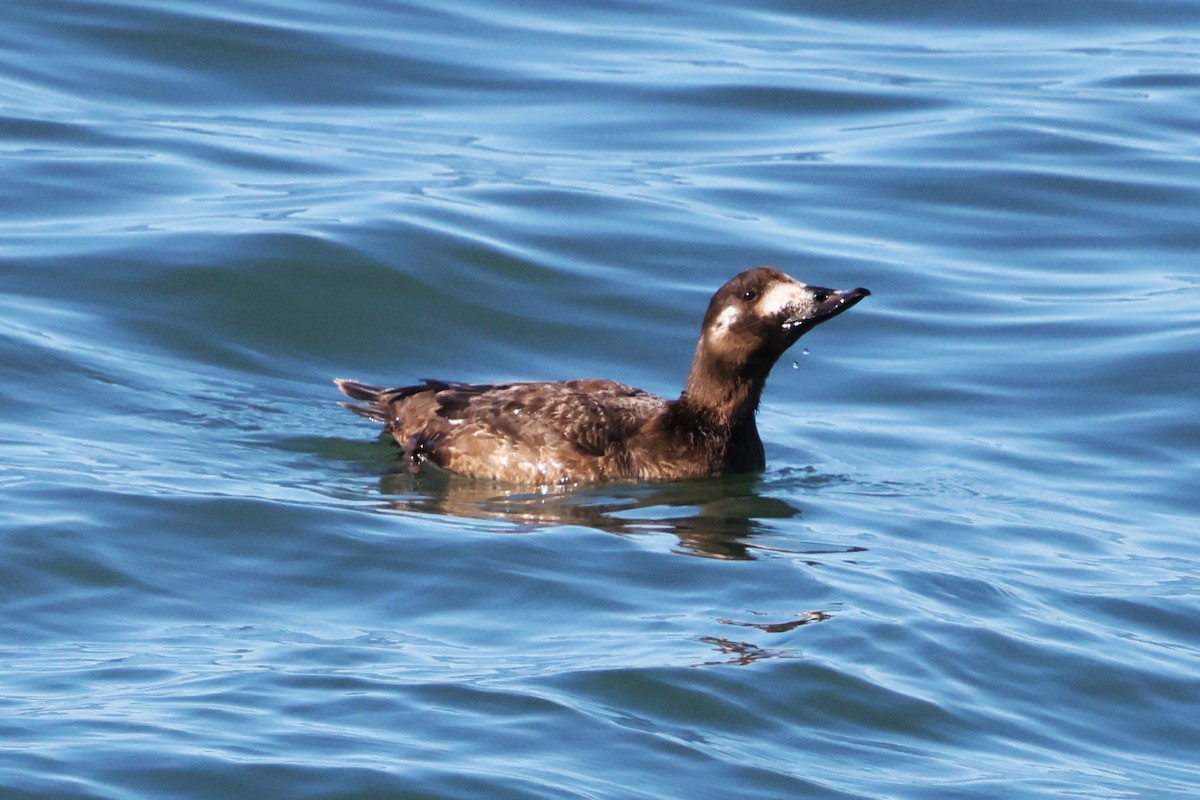 Negrón Aliblanco - ML647545637