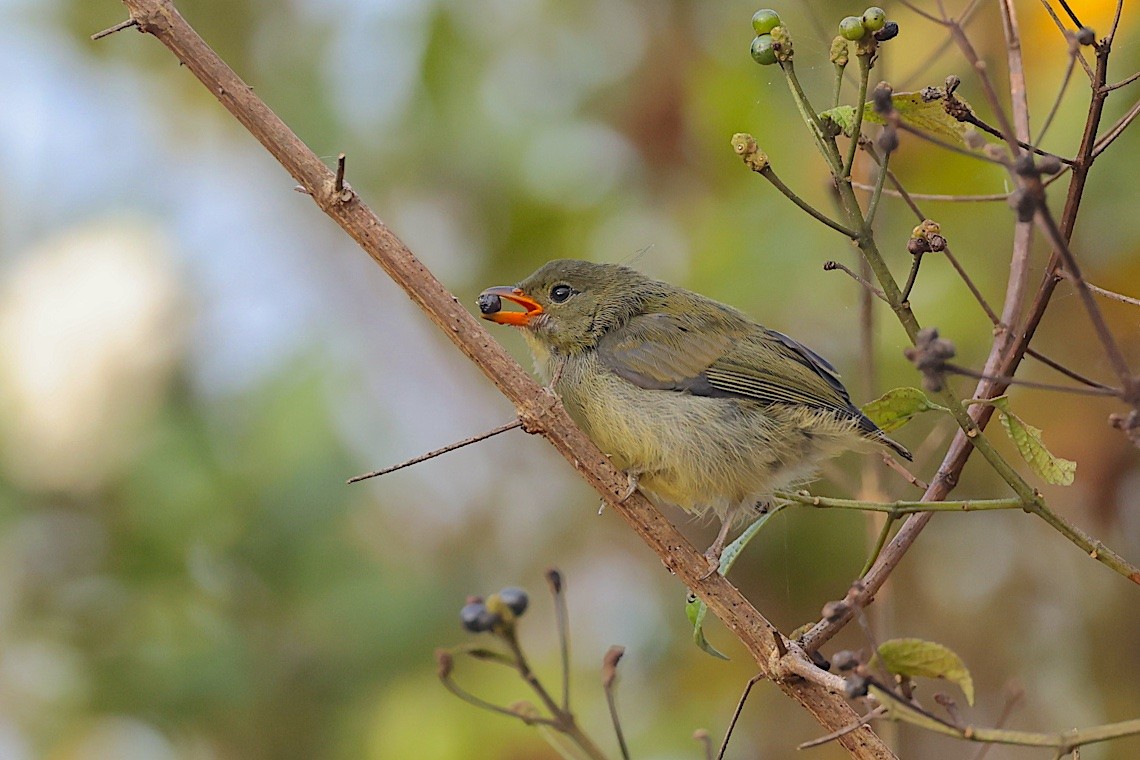 Yellow-rumped Flowerpecker - ML647545638