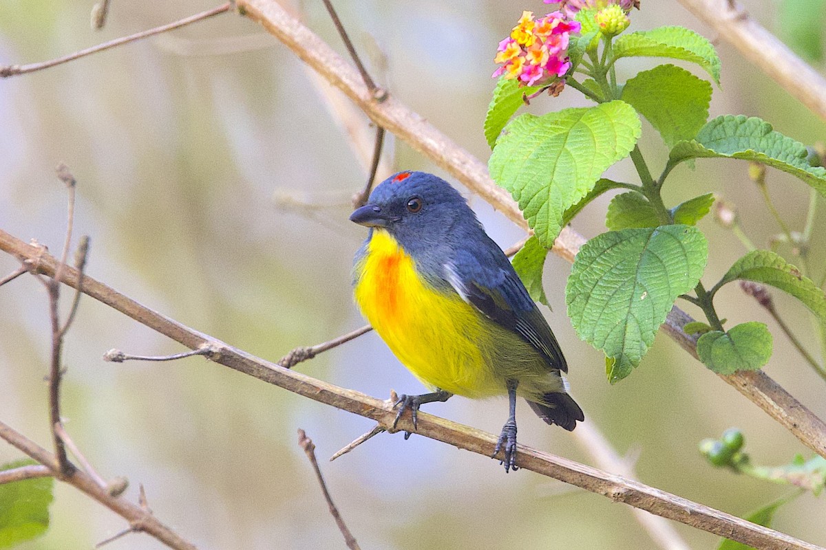 Yellow-rumped Flowerpecker - ML647545639