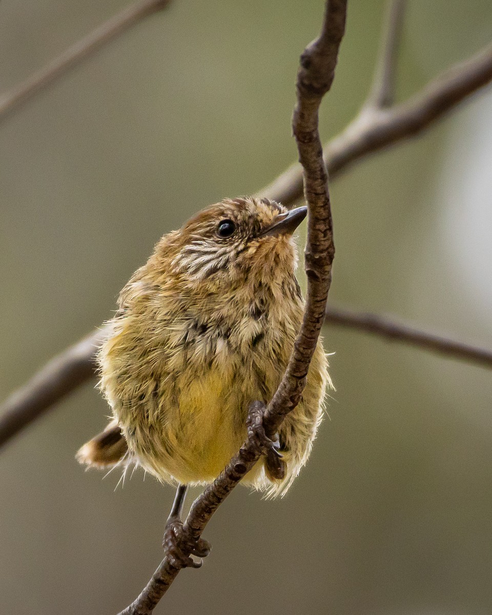 Striated Thornbill - ML647545640
