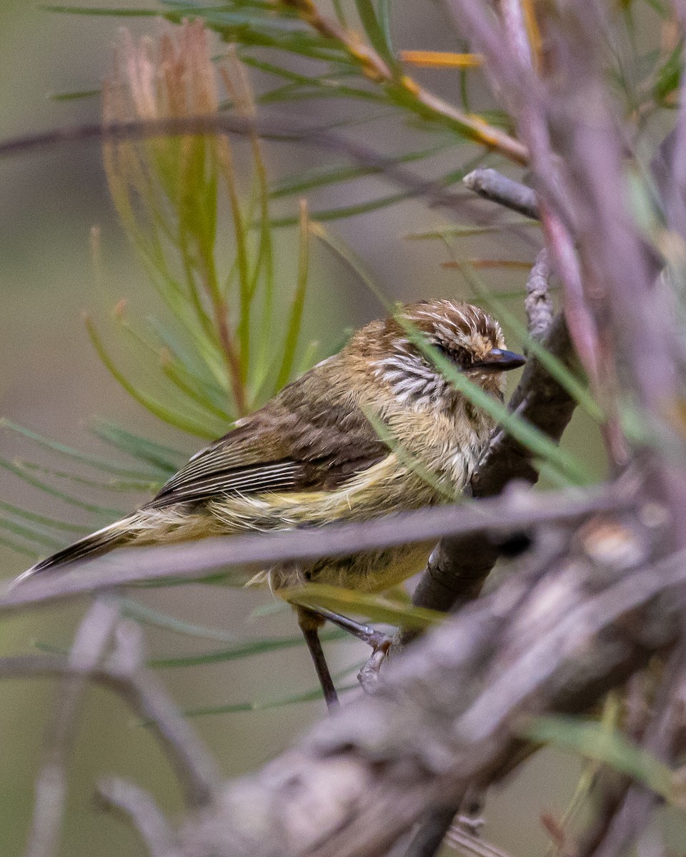 Striated Thornbill - ML647545641