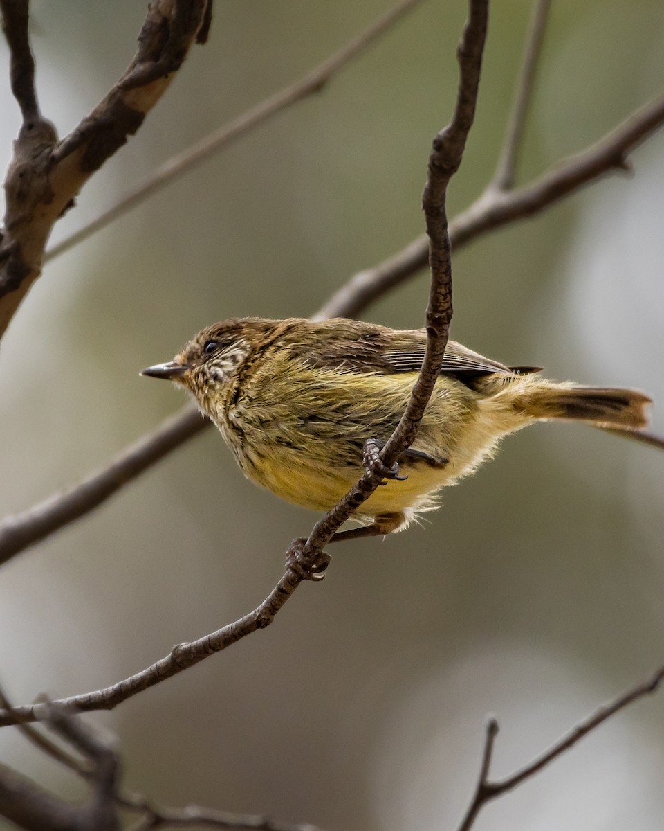 Striated Thornbill - ML647545642