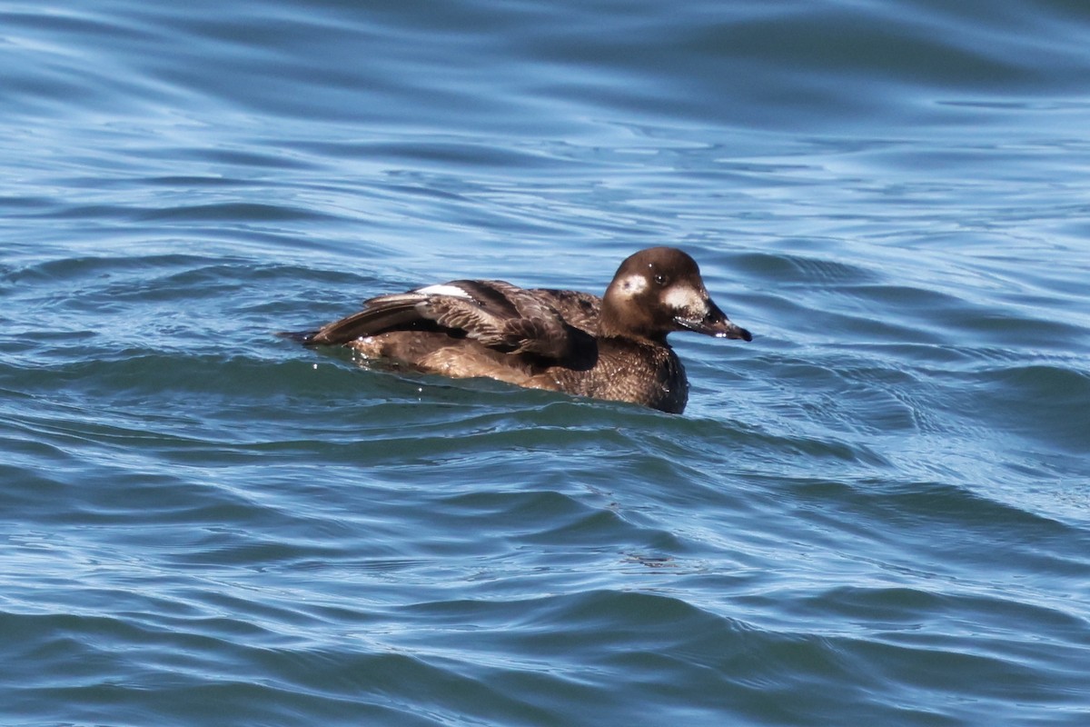 Negrón Aliblanco - ML647545644