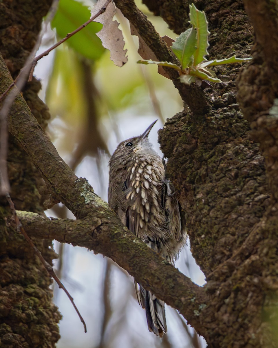 White-throated Treecreeper - ML647545646