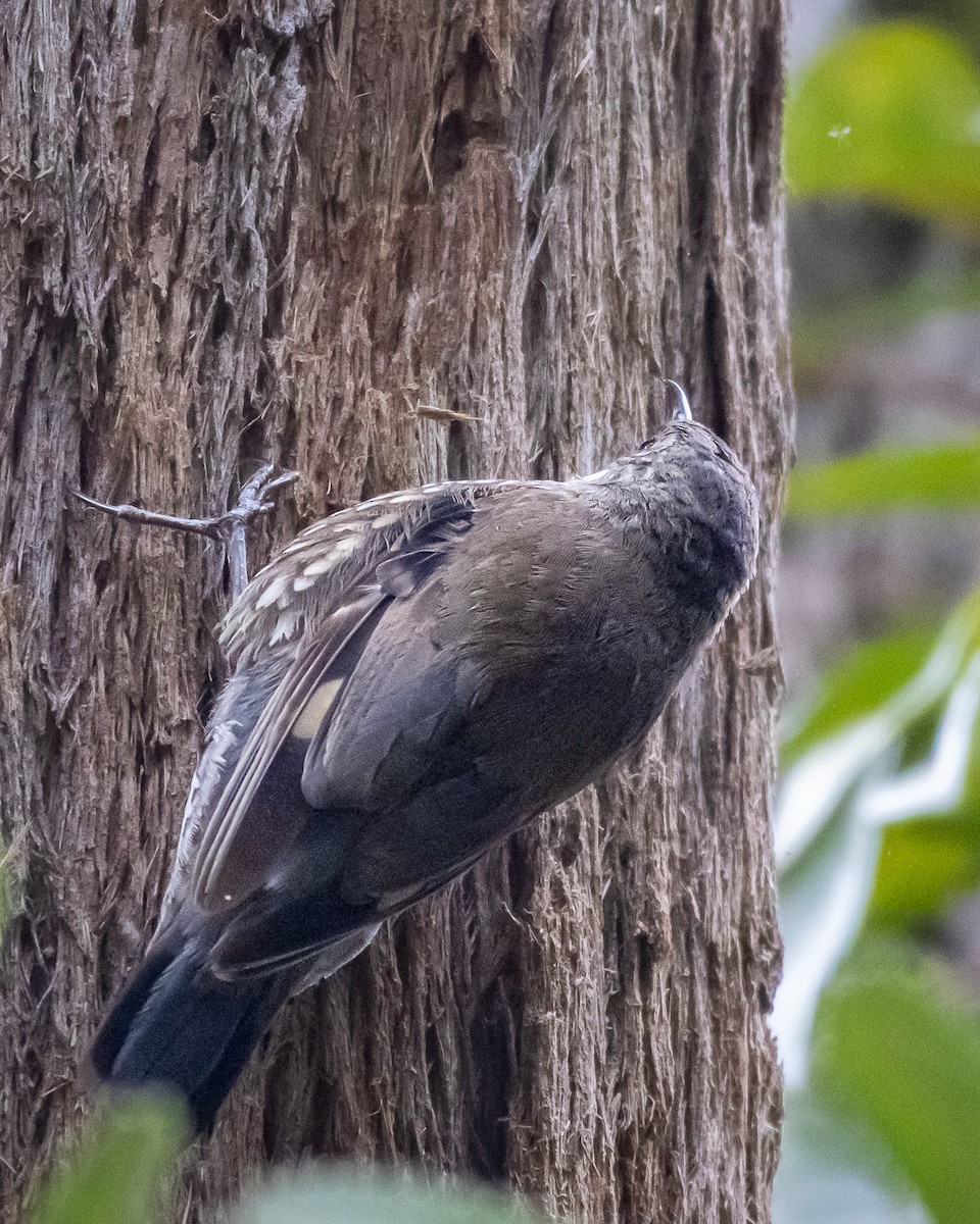 White-throated Treecreeper - ML647545647
