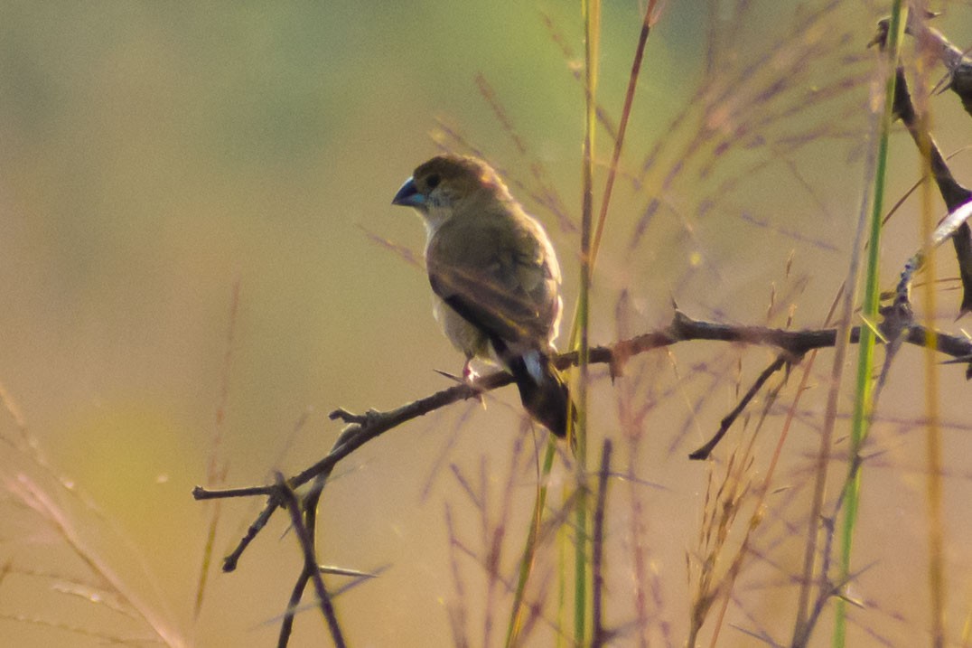Indian Silverbill - ML647545648