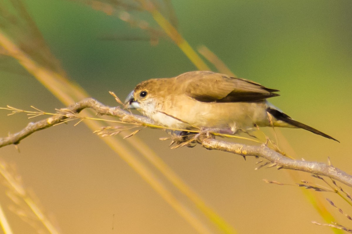 Indian Silverbill - ML647545649