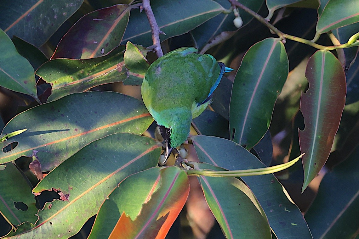 Bornean Leafbird - ML647545650