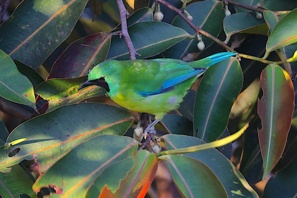 Bornean Leafbird - ML647545651