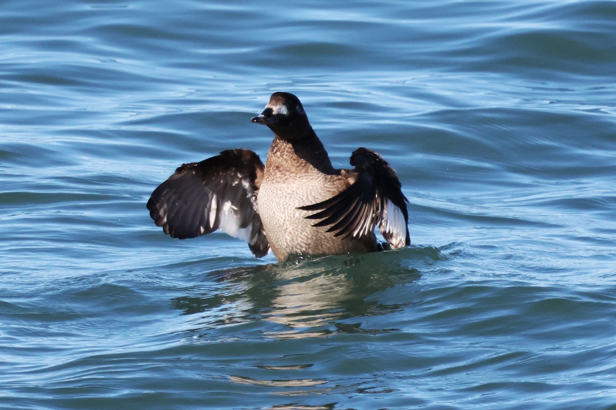 Negrón Aliblanco - ML647545652