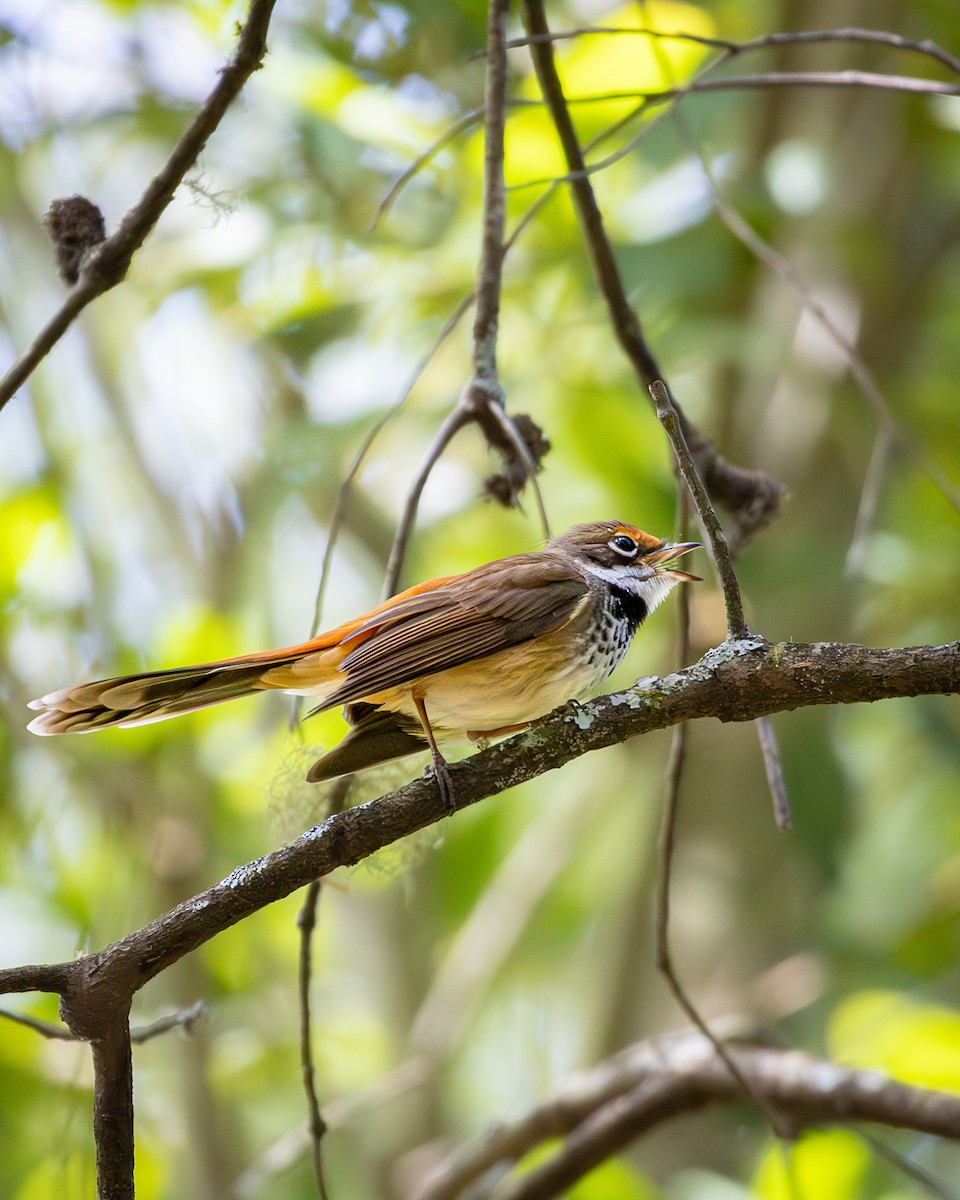 Australian Rufous Fantail - ML647545653