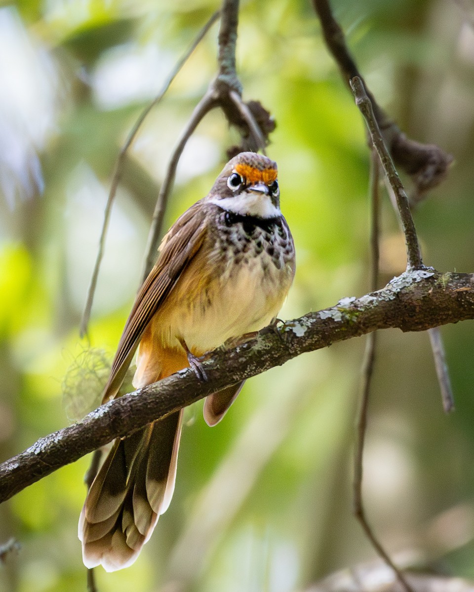 Australian Rufous Fantail - ML647545654