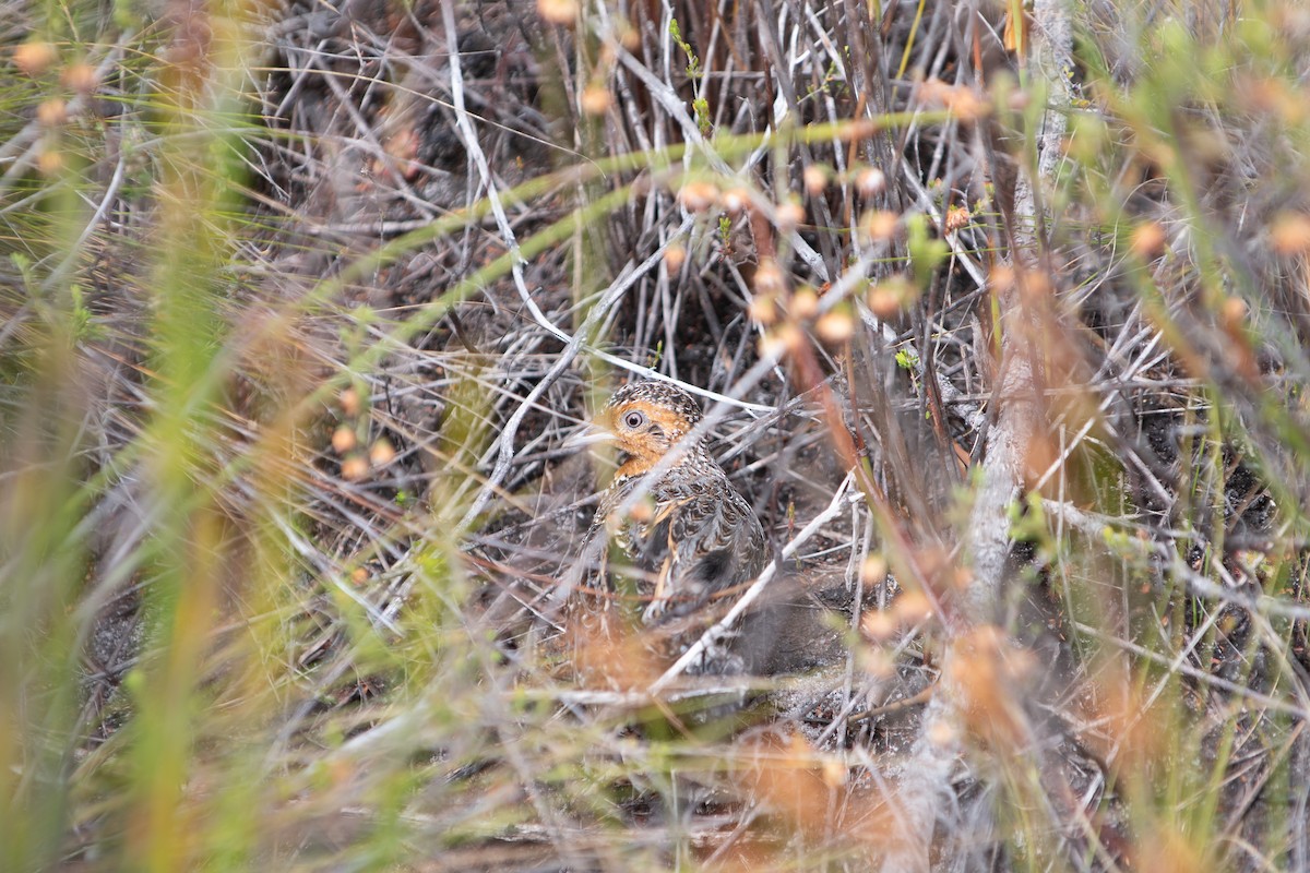 Fynbos Buttonquail - ML647545655