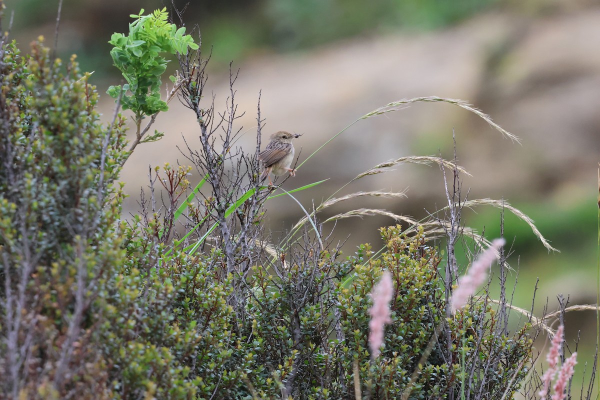 Red-capped Lark - ML647545657