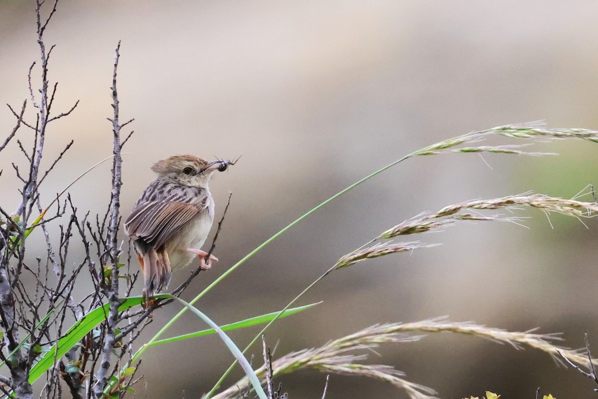 Wailing Cisticola - ML647545659