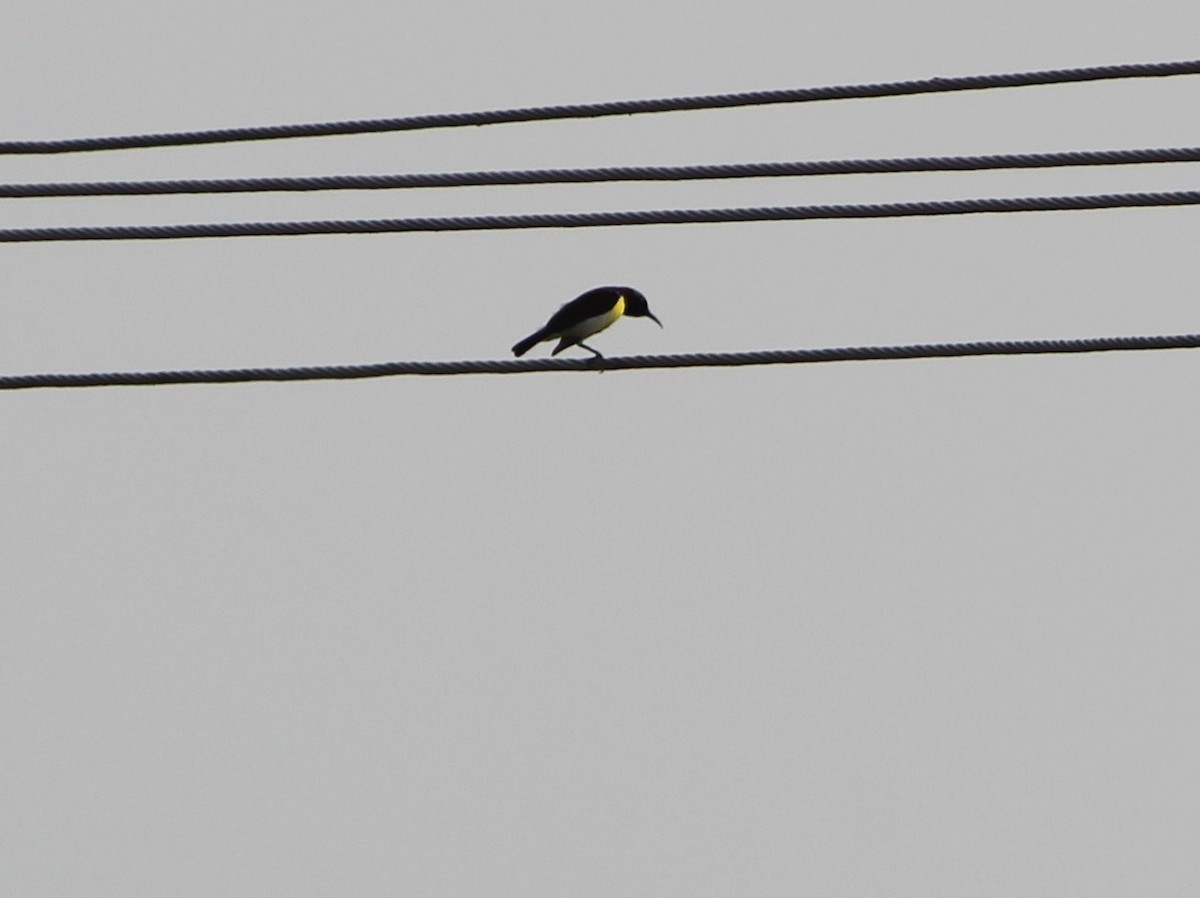 Purple-rumped Sunbird - ML647545661