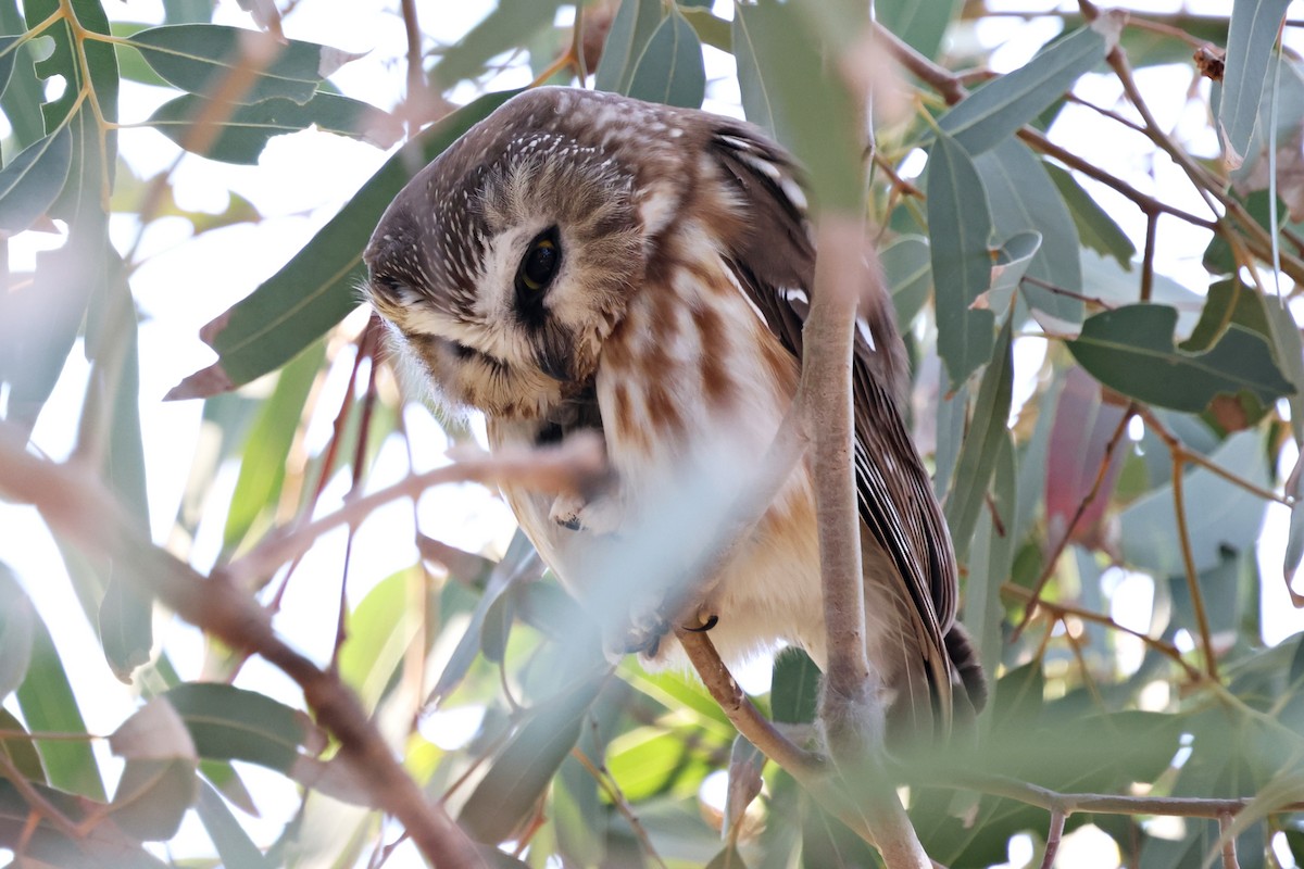 Northern Saw-whet Owl - ML647545663