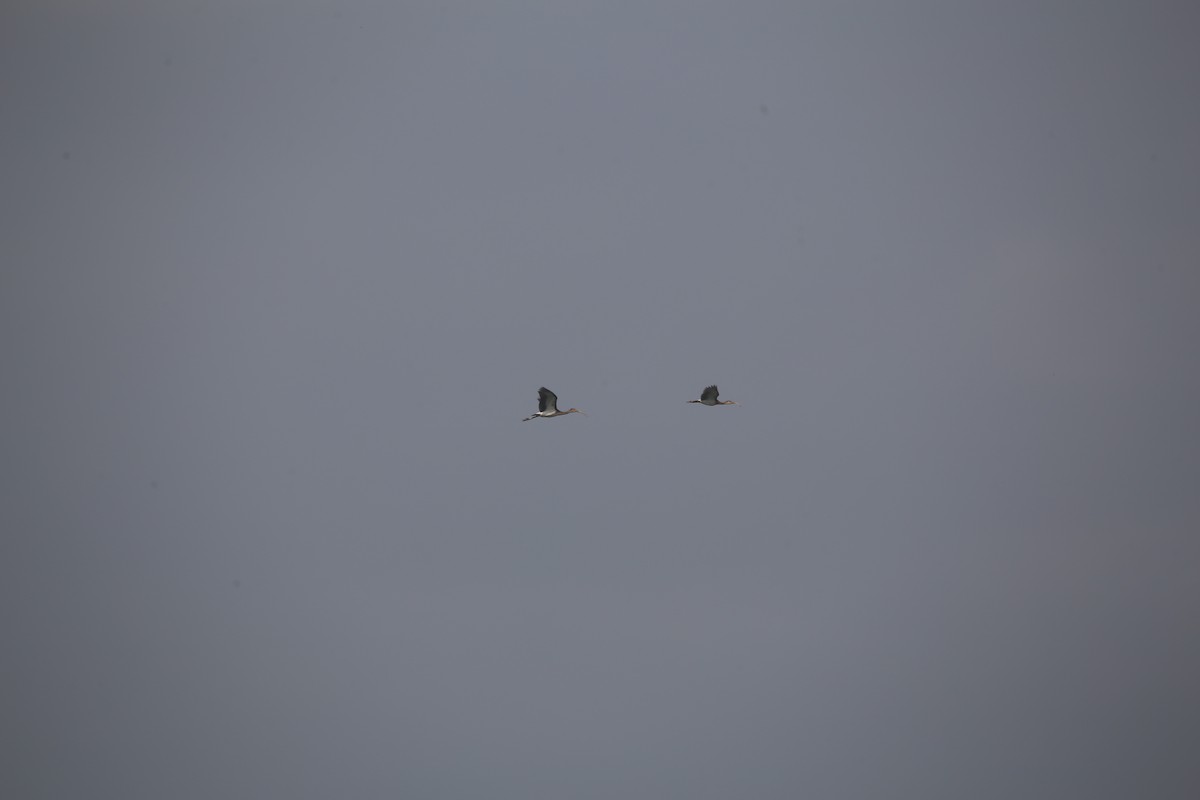 White Ibis - ML647545665