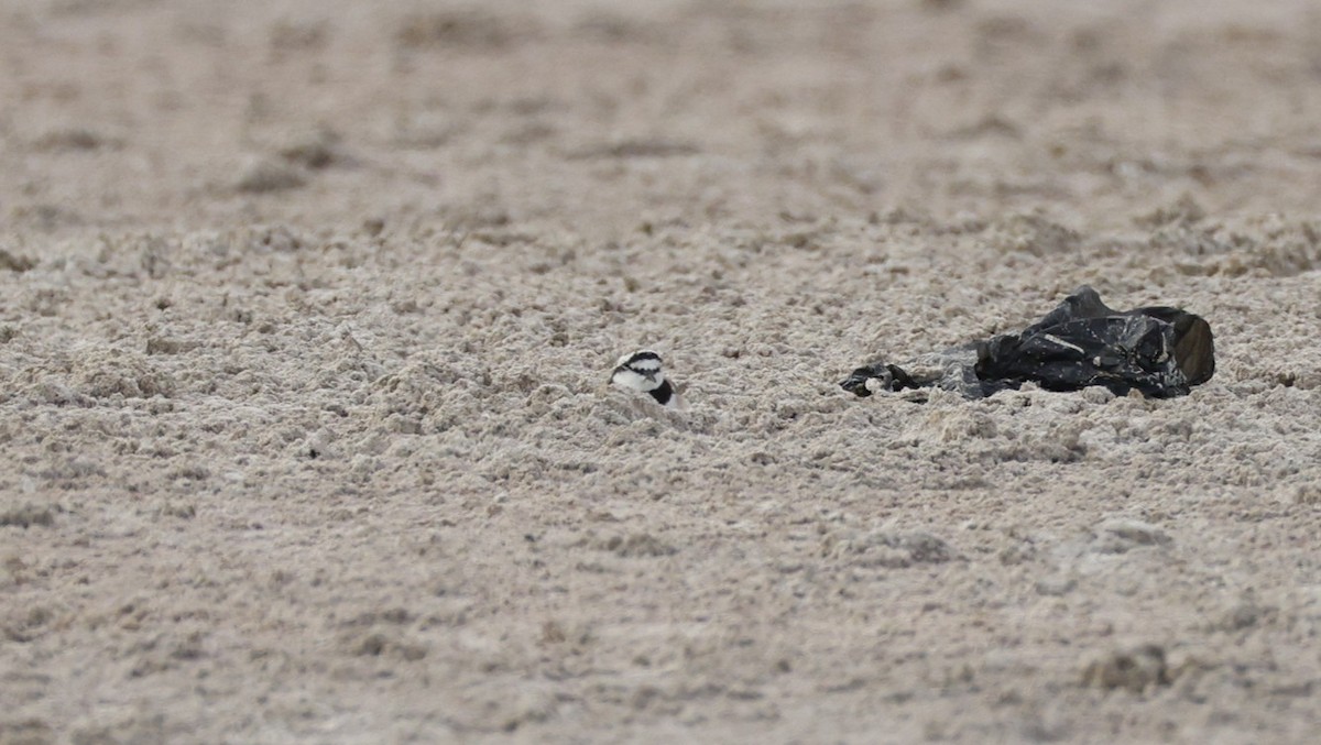 Madagascar Plover - ML647545666
