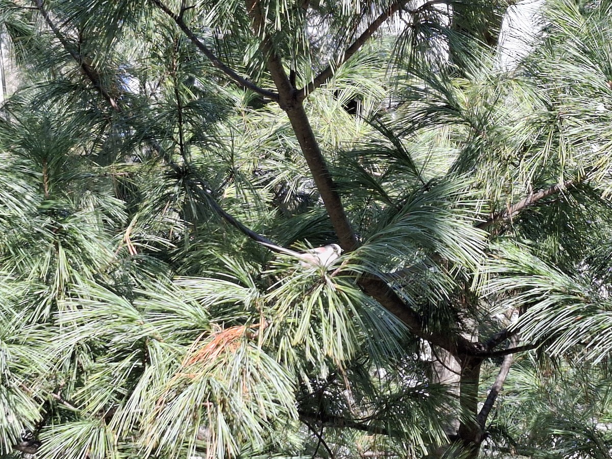 Long-tailed Tit - ML647545667