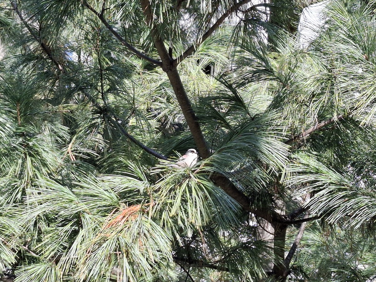 Long-tailed Tit - ML647545668