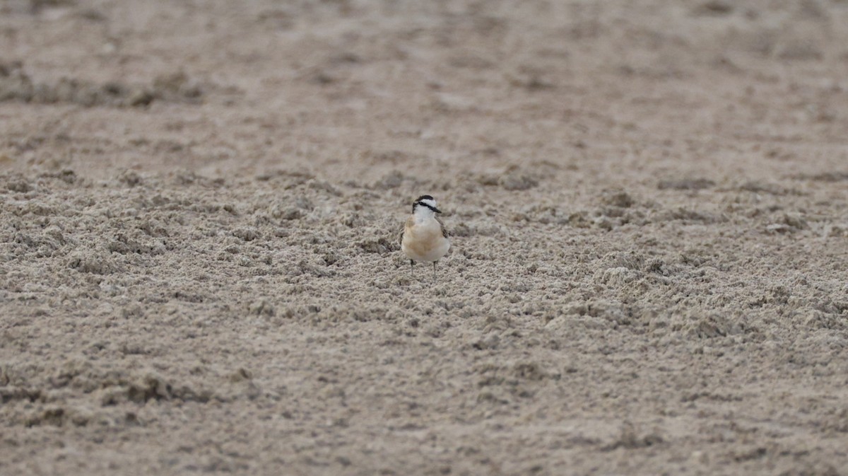 Kittlitz's Plover - ML647545669
