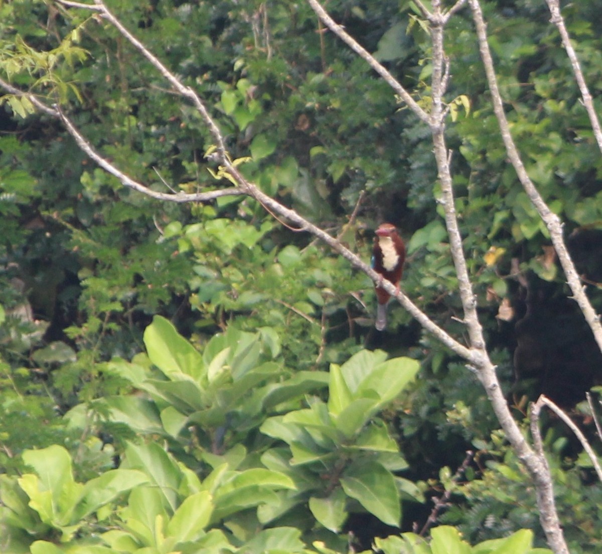 White-throated Kingfisher - ML647545670